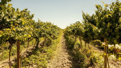 Trabajo interinstitucional para la prevención de Lobesia botrana en La Rioja