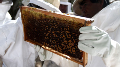 Abejas con IA: cómo la polinización de precisión cambia la agricultura