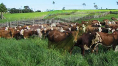 Ganadería entre dos mundos: incertidumbre local vs. demanda internacional récord