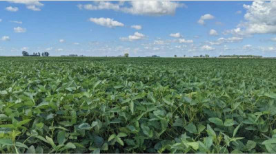 Sembrar soja en febrero puede reducir hasta 38 % de rendimiento