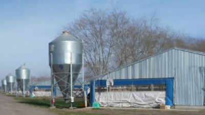 Continúan las acciones de fiscalización en granjas avícolas de Buenos Aires