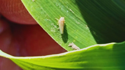 Las plagas evolucionan y redefinen el manejo sanitario en Maíz