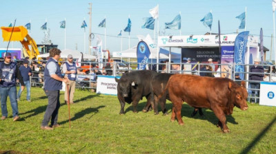 Arandú, La Angelita, La Pastoriza y La Rubeta se consagraron con lotes ganadores