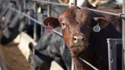 El Gobierno ratificó que la carne seguirá con retenciones cero hasta el 31 de octubre