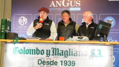 Con precios firmes y lotes de calidad, Colombo y Magliano subastó 8.000 cabezas en Angus Cañuelas