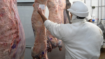 La tipificación bovina ya alcanza al 95% de la faena nacional