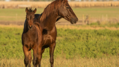 El Gobierno Nacional afianza el liderazgo en genética equina con un nuevo reconocimiento de la Unión Europea