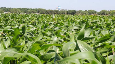 Campaña prometedora: el Maíz avanza firme y el Trigo entusiasma con rindes de hasta 80 qq/ha