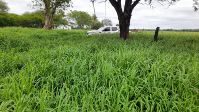 FERTICOUT PRO: La Clave para Aumentar la Producción de Carne por Hectárea