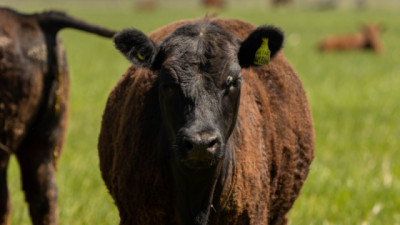 Comienza la segunda campaña anual de vacunación contra la fiebre aftosa