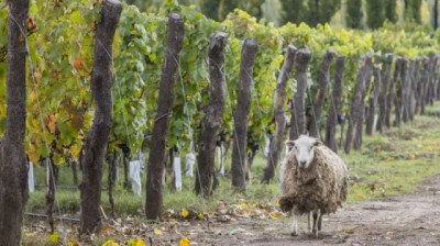 Por qué cada vez más bodegas apuestan por las ovejas para mejorar el vino