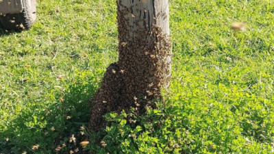 Acciones ante la formación de enjambres de abejas en el inicio de la primavera