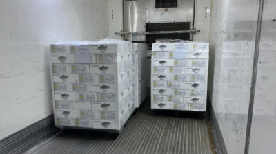 El Pacú chaqueño cruza fronteras: 8.200 kg rumbo a Los Ángeles, EE.UU.