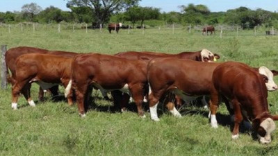 ¡Año redondo para la ganadería! Márgenes récord en cría, invernada y feedlot!