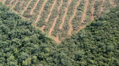 Deforestación en Entre Ríos: En 15 años se perdieron 58.000 ha de bosques nativos