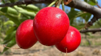 Argentina inicia la cosecha de las cerezas más temprana del hemisferio sur