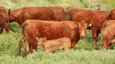 De la Cría al mostrador: un modelo integral con Limangus en el oeste pampeano