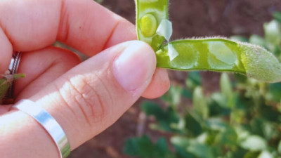 Soja: claves para maximizar rendimientos en ambientes semiáridos