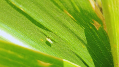 Para sostener la baja incidencia de Chicharrita es clave reforzar pautas de manejo