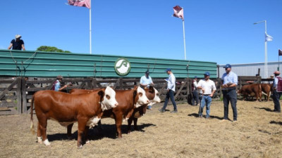 Excelente calidad en los conjuntos Braford de la Nacional de Primavera