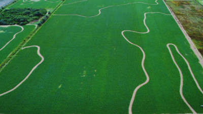Alfalfa bajo riego: cómo lograr 20 toneladas por hectárea con manejo eficiente del agua