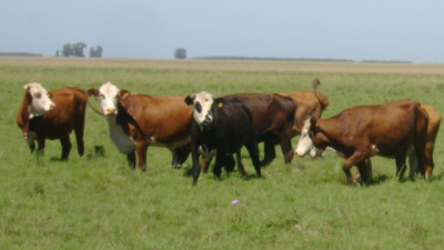 Control integrado: la estrategia de INTA contra la garrapata bovina
