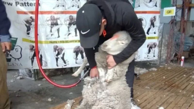 El precio de la lana saltó un 25% y reactivó las ventas en la Patagonia