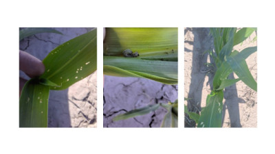 Taller de manejo de Spodoptera frugiperda