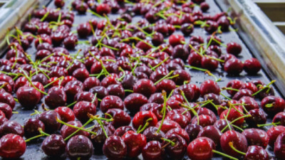 Tecnologías inteligentes para reducir pérdidas que en Frutihorticultura pueden llegar hasta un 40 %