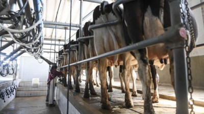 Mejores vacas con manejos antiguos no hacen más que estancar los resultados