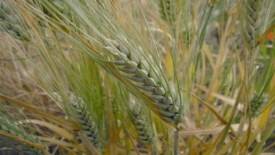 Cebada: Panorama de producción y mercados Octubre 2025