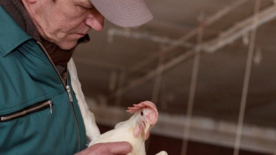 Tres innovaciones en vacunas aviares marcan un hito para la sanidad y competitividad del sector