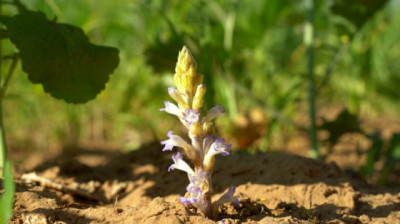 Alertas: una maleza invisible pone en alerta al Girasol argentino