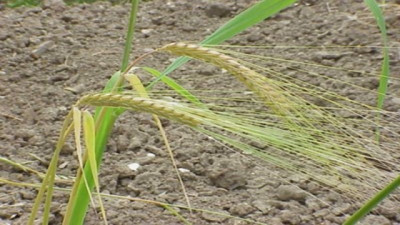 La Ramulariosis pone en jaque a la Cebada: 7 de cada 10 lotes en riesgo alto
