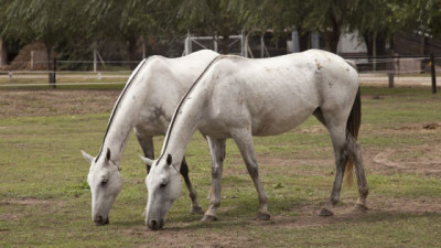 ¡Atención Productores y Veterinarios! Cambian los protocolos de enfermedades animales