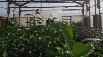 Se optimiza el proceso para la importación de material de propagación Vegetal