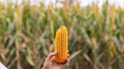 La genética tardía está desarrollada  con mejores estándares