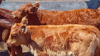 Por qué los criadores del norte eligen la raza Limangus: eficiencia, rusticidad y valor agregado en los rodeos comerciales