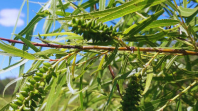 Sauce criollo: seleccionan clones nativos para la producción forestal