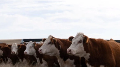 Edición génica: uno de los desafíos que se planteó en el Congreso Mundial de Hereford