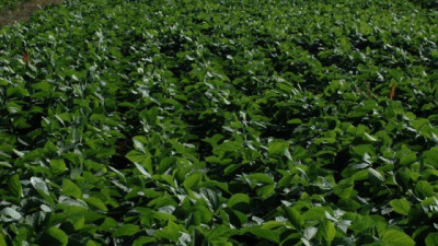 La nutrición inteligente en soja, clave para reducir brechas y mejorar la calidad del grano