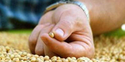 Granos al alza: Soja sigue la escalada impulsada por la demanda y la incertidumbre