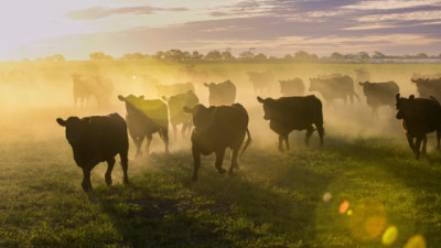 Ganadería: cómo lograr animales 50% más pesados sin perder calidad de carne
