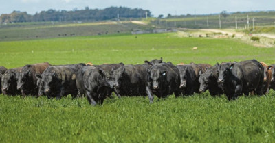 Los toros confirman una suba en sus valores en torno al 24%
