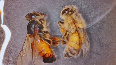Desarrollan una herramienta biotecnológica para proteger las abejas