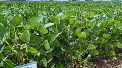 RECSO: Presentan las variedades de Soja que se destacaron en cada ambiente