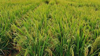 Presentan dos nuevas variedades de Arroz adaptadas a los sistemas productivos nacionales