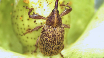 Estudian al picudo algodonero para mejorar su control
