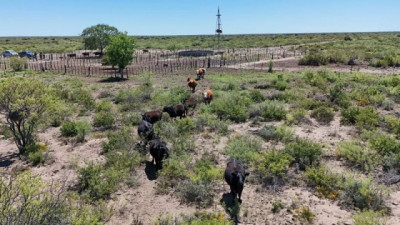 Ganadería en el desierto patagónico: 5 claves de la cría bovina de secano con solo 300 milímetros al año