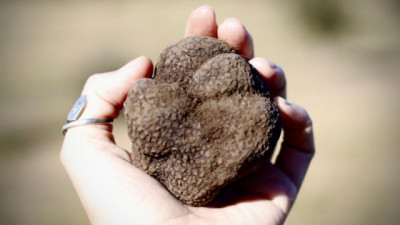 Trufas negras con sello argentino, el cultivo exclusivo que destaca a Espartillar